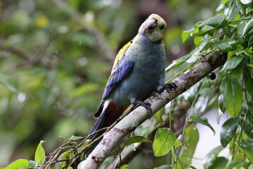 Pale-headed rosella foraging for food  Queensland, Australia