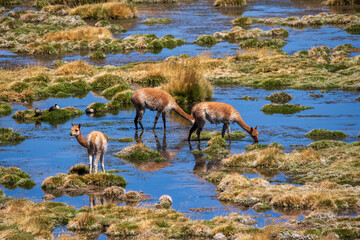 Naklejka premium Vicunas roaming in a swamp in Chile