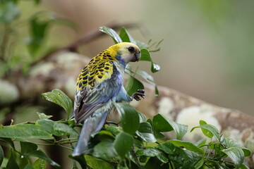  Pale-headed rosella foraging for food  Queensland, Australia