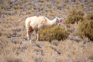 Naklejka premium White llama feeding on dry bushes in Chile