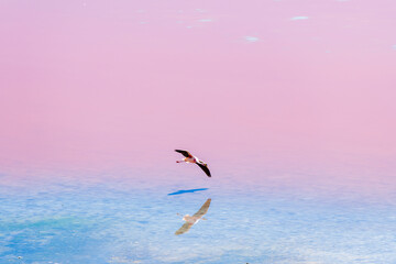 Flamingo preparing for landing over the pink and blue water of the laguna colorada