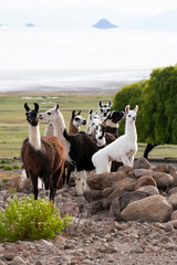 Herd of domestic llamas in Bolivia