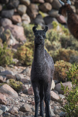 Naklejka premium A young black llama standing
