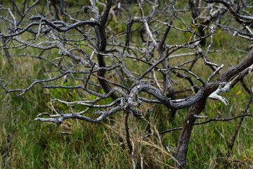 close up of charred dead tree branches, abstract tangle of dry wood, nature decay and fire damage, dark twisted branches against blurred background, environmental destruction scene, macro focus on bur
