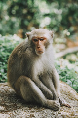 Naklejka premium Monkey in Asian Temple