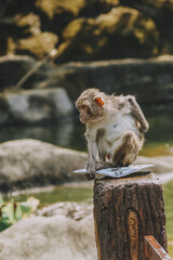 Wild Monkey in Temple Grounds