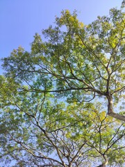 Obraz premium trees and sky