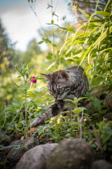 Summer Cat Exploring the Garden - Warm outdoor light