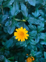 yellow flowers on a green background