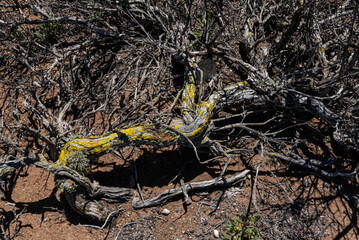 Desert Wounded Tree With Yellow Lichen Across Dry Branches In Arid Landscape