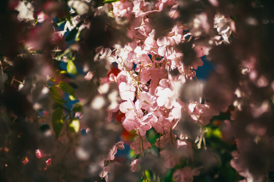 pink flowers in the garden