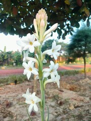 lily of the valley in spring