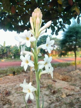 lily of the valley in spring