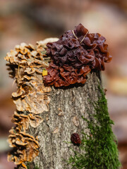 mushrooms on an old log