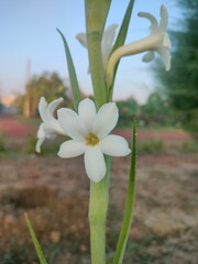 white hyacinth on a blue background