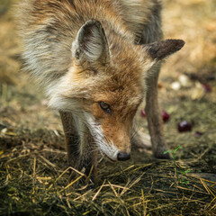 red fox in the wild