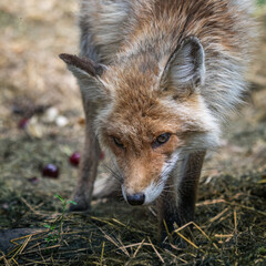 red fox in the wild