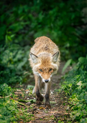 red fox in the wild