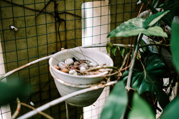 Rustic Hanging Plant Pot with Decorative Pebbles and Green Foliage