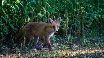 Naklejka premium fox in the wild