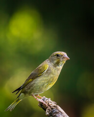 bird