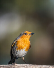 bird