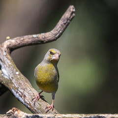 bird