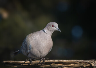 bird