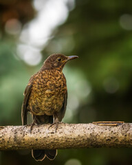 bird
