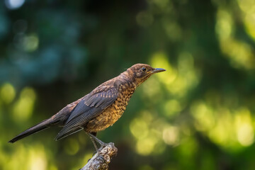 bird