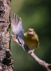 Fototapete bei efototapeten.de bestellen   