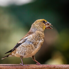 bird