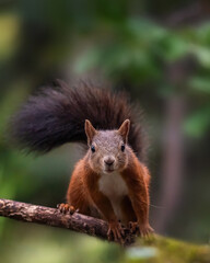 squirrel