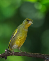 bird