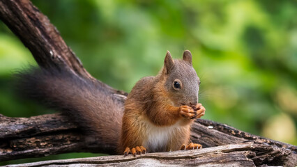 squirrel on a tree
