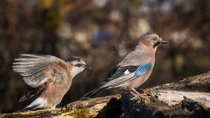 bird