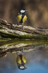 Fototapete bei efototapeten.de bestellen   