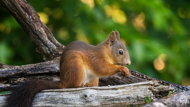squirrel in the forest