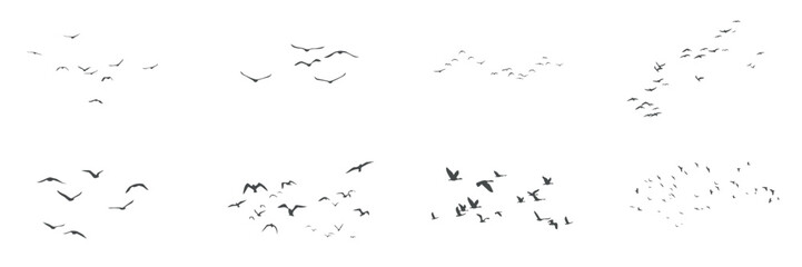 Birds black silhouettes flying, flock flight movement in sky set on white background. Pigeons and crow migration, swallow and goose fly in air above, birds swarm speed gliding vector illustration