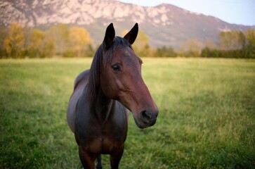brown horse in the field shallow depth of field
