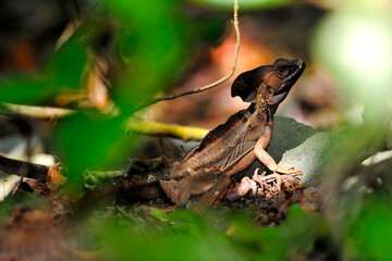 Brown basilisk, striped basilisk // Streifenbasilisk (Basiliscus vittatus) - Roatan island, Honduras