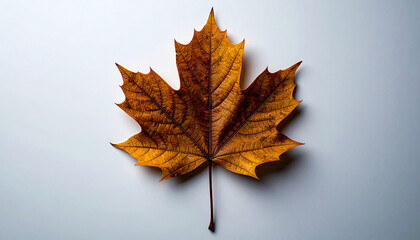 Silent Autumn &ndash; Golden Leaf on White