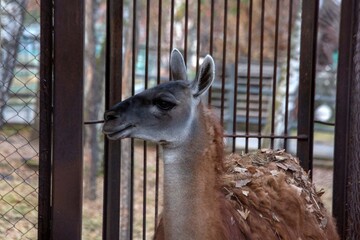 Guanaco in the zoo enclosure.