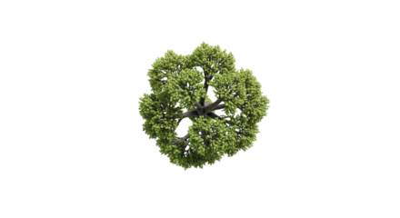 Top View Miniature Garden Tree for Exterior Blueprint on White Background  PNG Clean
