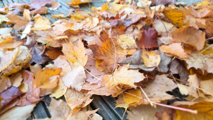 Golden und Gelbe Laubblätter - Herbstlaug in seiner schönsten Form - Indiansummer