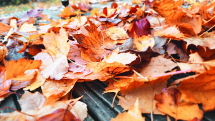 Golden und Gelbe Laubblätter - Herbstlaug in seiner schönsten Form - Indiansummer