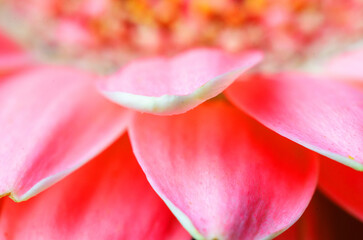 Close-up view of a vibrant pink gerbera daisy flower with soft petals