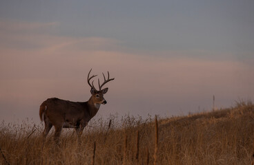 Whitetail Deer Buck in the Rut in Autumn in Colorado