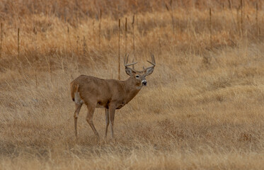 Whitetail Deer Buck in the Rut in Autumn in Colorado