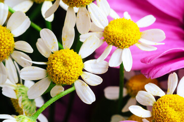 Close-up of beautiful white and yellow daisies with a vibrant pink flower in the background